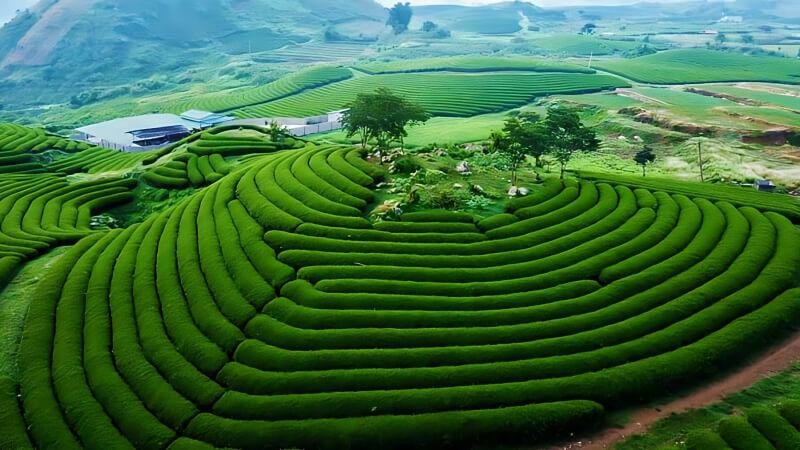 Tour Du Lịch: TP.HCM – ĐIỆN BIÊN – MỘC CHÂU -MAI CHÂU - HÀ NỘI – TP.HCM 5N4Đ