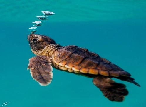 Tour CÔN ĐẢO 2N1Đ HÀ NỘI/TP.HCM – KHÁM PHÁ HÒN CAU